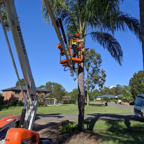 ARBORIST-Media-35