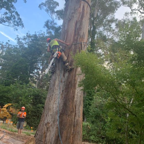ARBORIST-Media-54